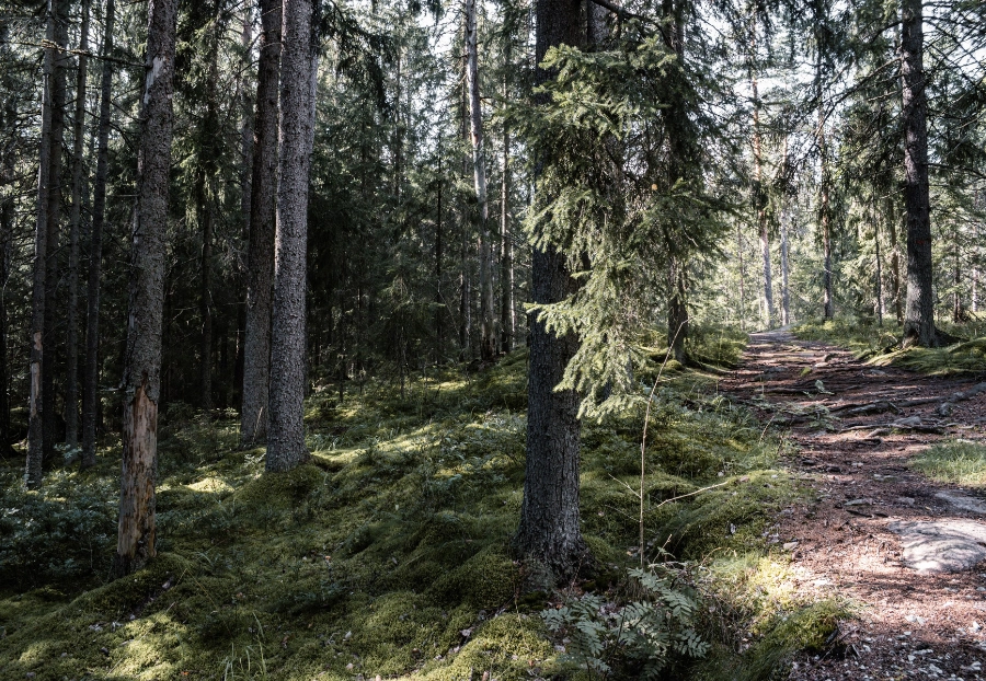 Metsäinen luontopolku Ähtärin Moksunniemessä