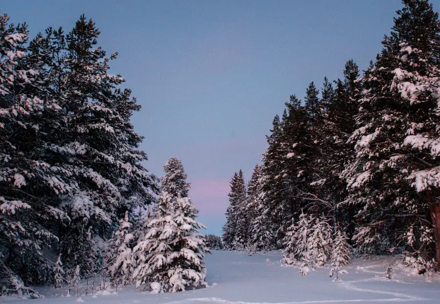 Luminen metsämaisema Äkäslompolossa Ylläksellä
